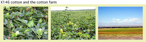 cotton