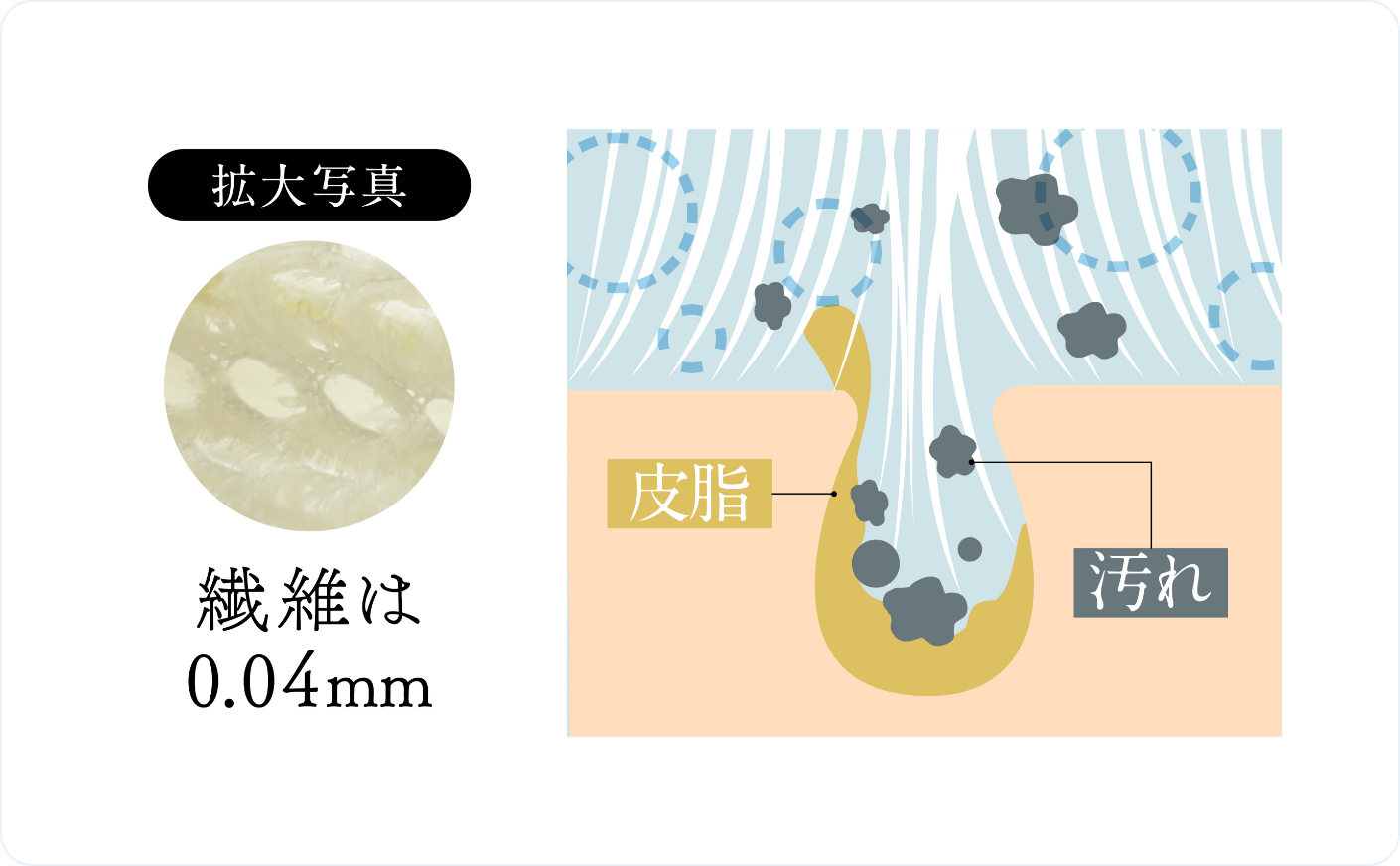 ベルカップル繊維拡大・特徴