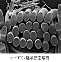 ナイロン経糸断面図