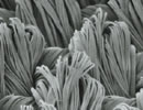 image of electron micrograph